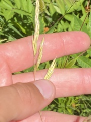 Anthoxanthum odoratum