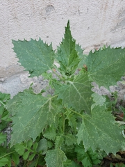 Atripliceae
