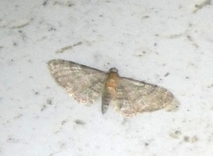 Eupithecia haworthiata