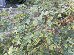 Indigofera tinctoria