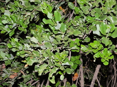 Cryptocarya alba