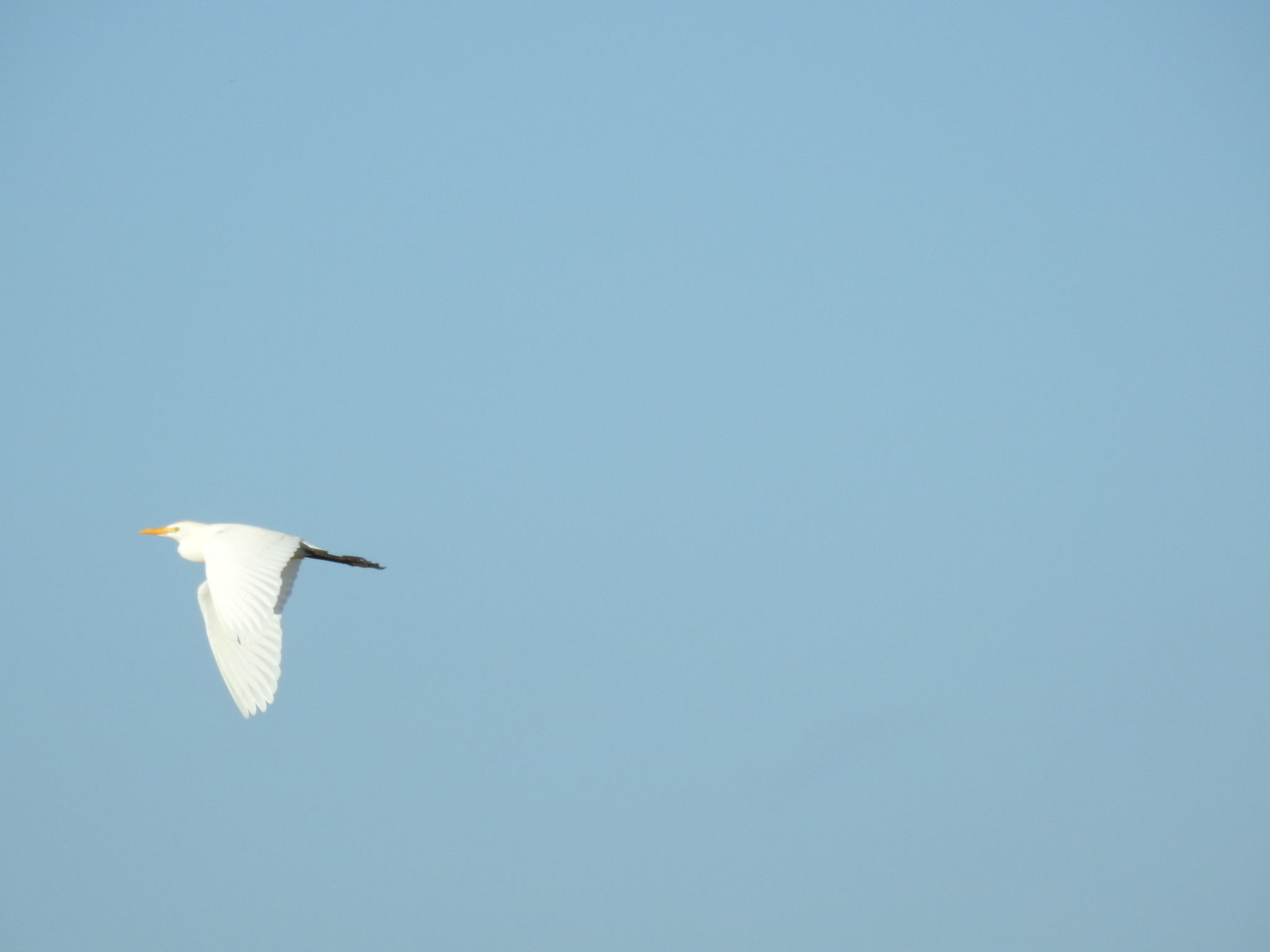 Bubulcus ibis (Linnaeus, 1758)