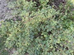 Indigofera tinctoria