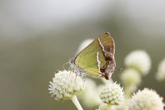 Chlorostrymon simaethis