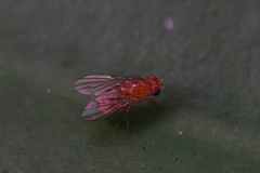 Neogriphoneura