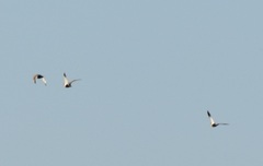 Pterocles orientalis orientalis