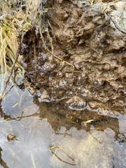 Ambystoma barbouri