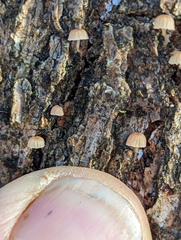Mycena subcucullata