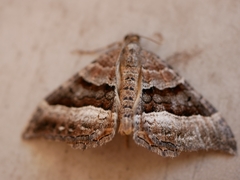 Epyaxa lucidata