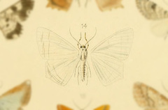 Sericoptera peruvianaria