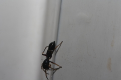 Leptorchestes berolinensis