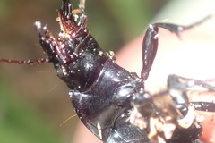 Zeopoecilus