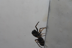 Leptorchestes berolinensis