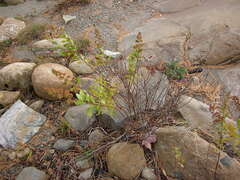 Spiraea alba
