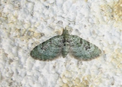 Chloroclystis v-ata