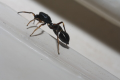 Leptorchestes berolinensis