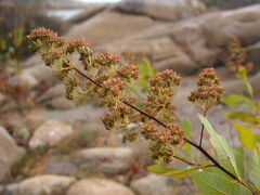 Spiraea alba