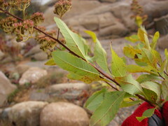 Spiraea alba