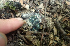 Australopacifica garveyi