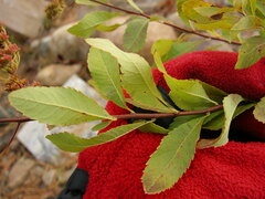 Spiraea alba