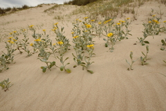 Senecio crassiflorus