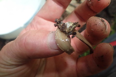 Australopacifica garveyi
