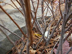 Spiraea alba