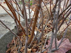 Spiraea alba