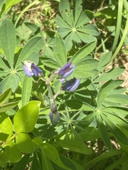 Lupinus perennis
