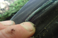 Australopacifica garveyi