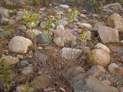 Spiraea alba