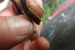 Australopacifica garveyi