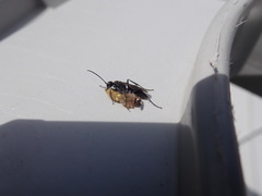 Auplopus carbonarius
