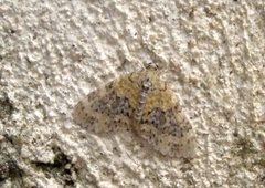 Acasis viretata