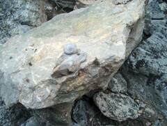 Oreohelix strigosa depressa