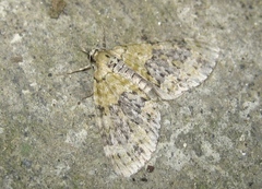 Acasis viretata