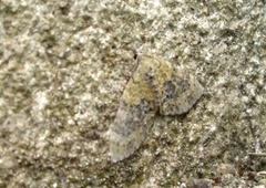Acasis viretata