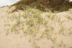 Senecio crassiflorus