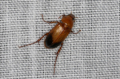 Phyllotocus macleayi