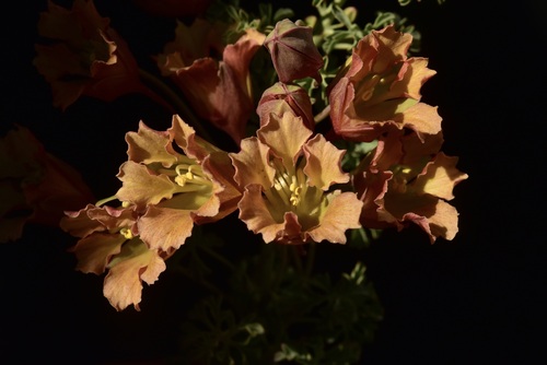 Tropaeolum incisum (Speg.) Sparre