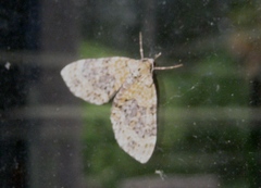 Acasis viretata