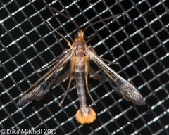 Synanthedon acerni