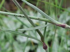 Dianthus pseudarmeria