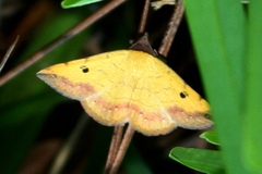 Hemeroplanis floccalis