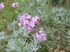Dianthus pseudarmeria