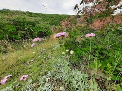 Dianthus pseudarmeria
