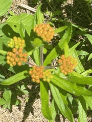 Asclepias tuberosa