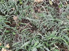 Psephellus galushkoi