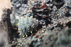 Holacanthella paucispinosa