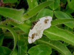 Ligdia adustata